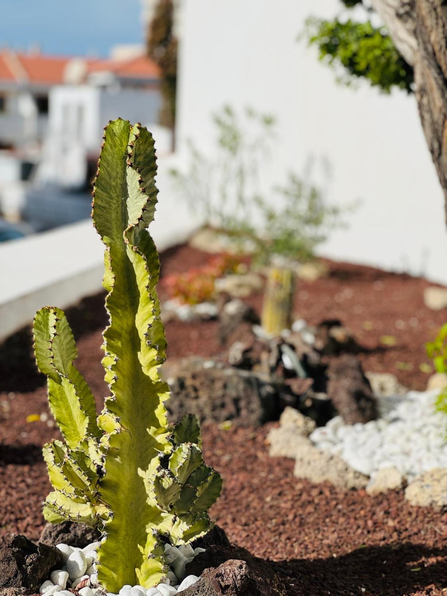 Garden City Private Apartment Costa Adeje Playa Feñabe Eksteriør billede