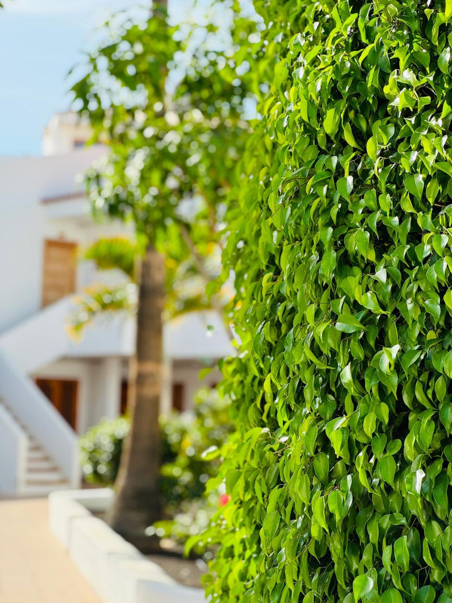 Garden City Private Apartment Costa Adeje Playa Feñabe Eksteriør billede
